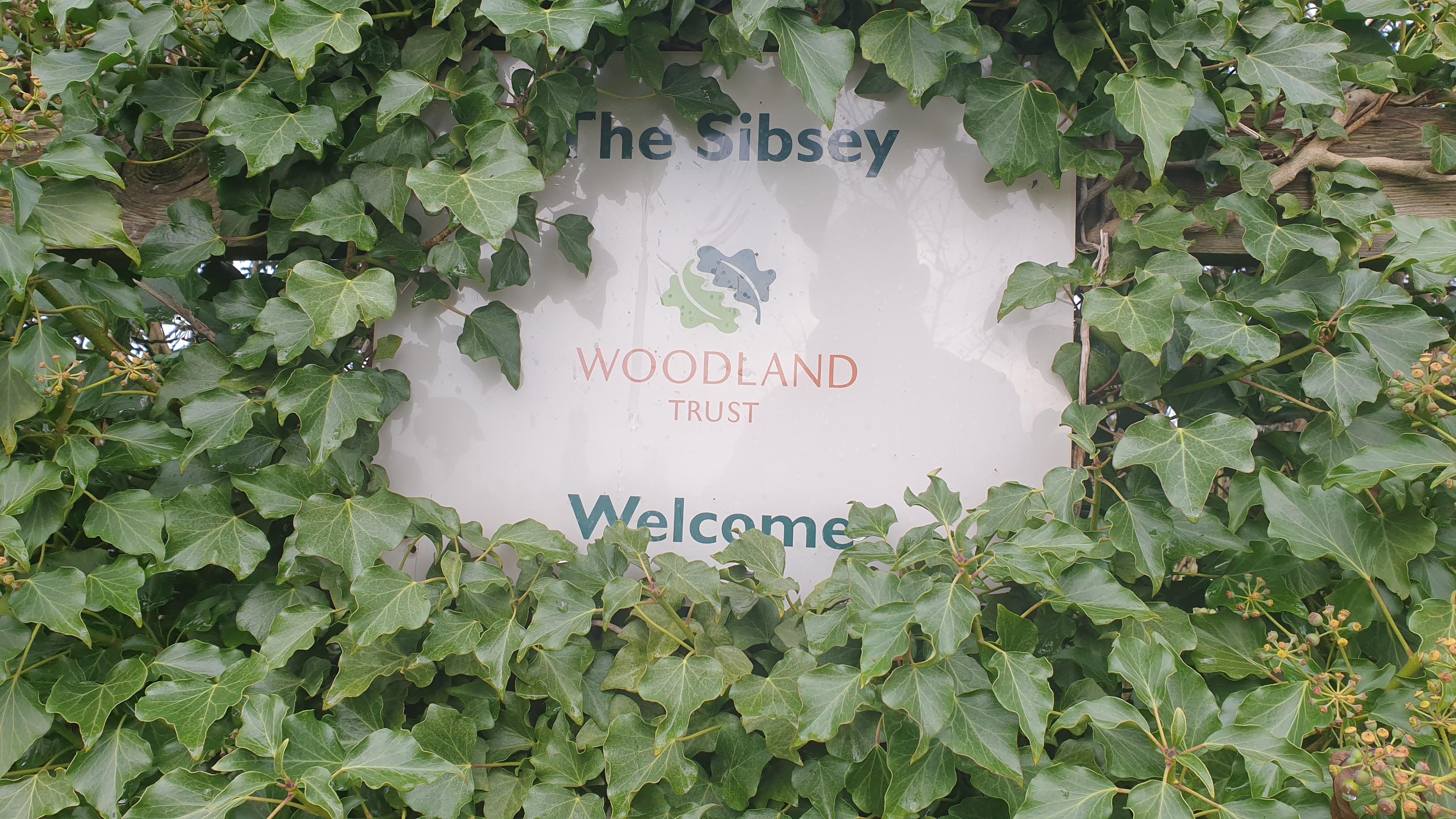 Sibsey Wood